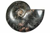 Polished Ammonite (Cleoniceras) Fossil - Unique Black Color! #282404-1